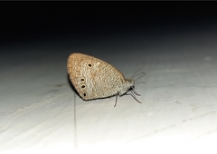 Ypthima huebneri