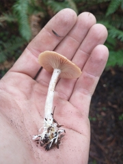 Rhizocybe