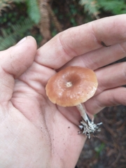Rhizocybe