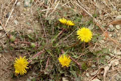 Taraxacum