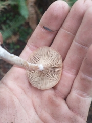 Rhizocybe