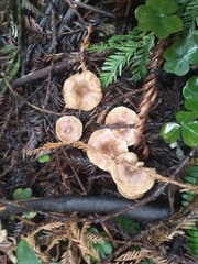 Rhizocybe