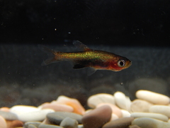 Sundadanio margarition