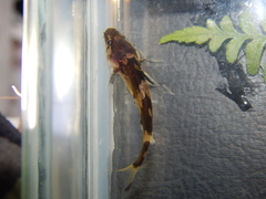 Pseudomystus heokhuii