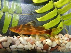 Pseudomystus heokhuii