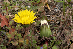 Taraxacum