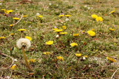 Taraxacum