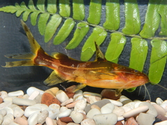 Pseudomystus heokhuii