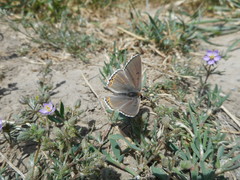 Tharsalea xanthoides