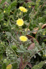 Taraxacum officinale