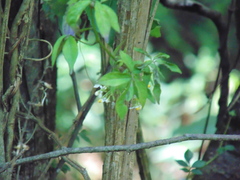 Solanum appendiculatum