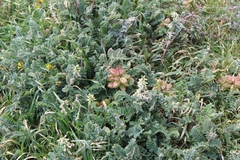 Astragalus nuttallii nuttallii