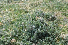 Astragalus nuttallii nuttallii