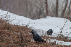 Corvus monedula