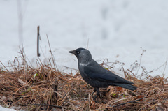 Corvus monedula