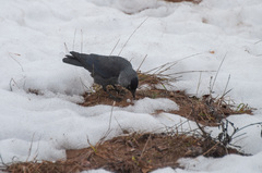 Corvus monedula