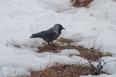 Corvus monedula