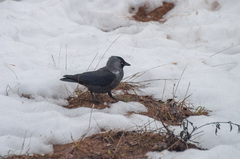 Corvus monedula