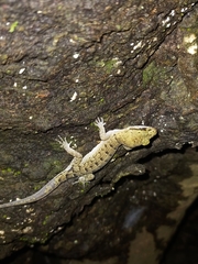 Nactus cheverti