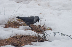 Corvus monedula