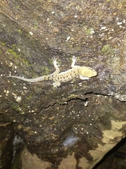 Nactus cheverti