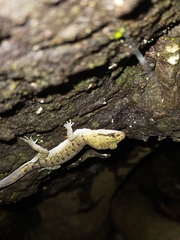 Nactus cheverti