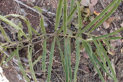 Crabbea angustifolia