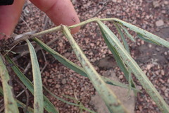 Crabbea angustifolia