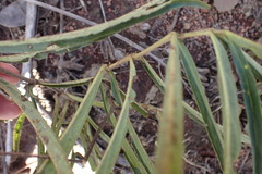 Crabbea angustifolia