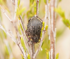 Catasarcus transversalis