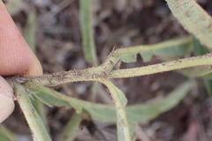 Crabbea angustifolia