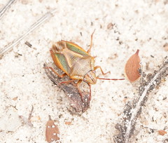Diaphyta fulvescens