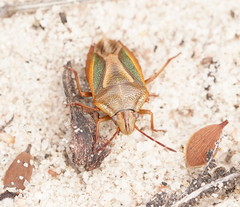 Diaphyta fulvescens