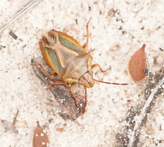 Diaphyta fulvescens