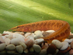 Macrognathus maculatus