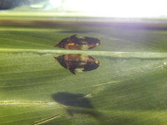 Sphaerichthys osphromenoides