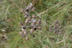 Helichrysum krebsianum