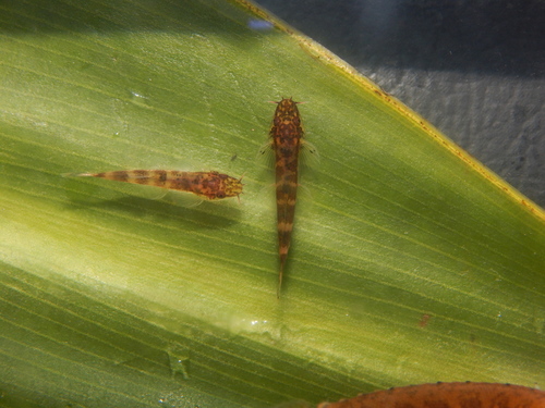 Dwarf hillstream loach (Neohomaloptera johorensis) — Balitoridae