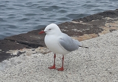 Chroicocephalus novaehollandiae