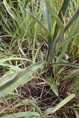 Helichrysum krebsianum