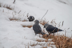 Corvus monedula