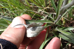 Helichrysum krebsianum