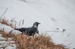 Corvus monedula