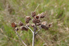 Helichrysum krebsianum