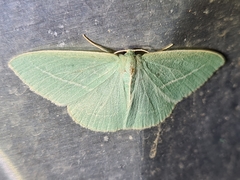 Chlorocoma stereota