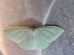 Chlorocoma stereota