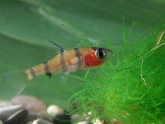 Desmopuntius johorensis