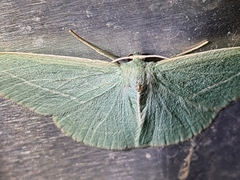 Chlorocoma stereota
