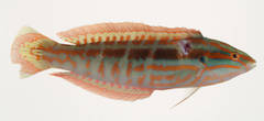 Red and Green Coris photo 2