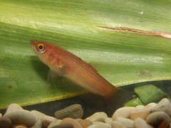 Betta hipposideros